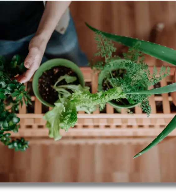 plantas